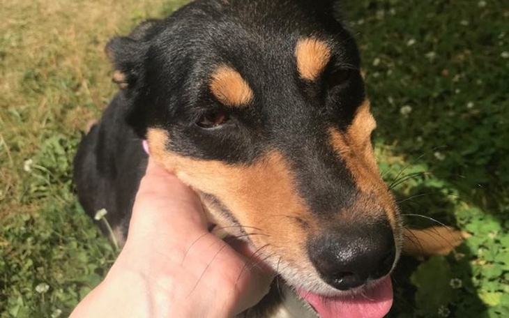 Zbiórka Alba - zdjęcie główne