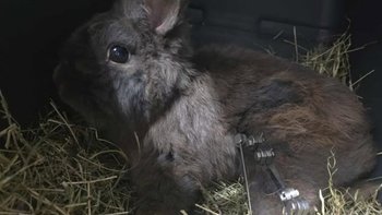 Zbiórka Ratunek dla króliczków - miniaturka zdjęcia