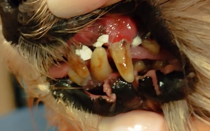 Zdjęcie zębów psa z problemami zdrowotnymi.