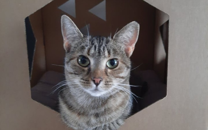 Kot patrzący przez otwór w kartonowym pudełku.
