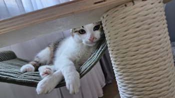 Zbiórka Bazarek KRAKERS Koty Sieroty - miniaturka zdjęcia