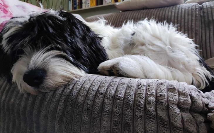 Zbiórka operacja serca Mani - zdjęcie główne