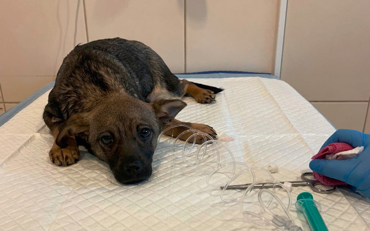 Zbiórka 7 szczeniąt z parwo Pomocy - zdjęcie główne