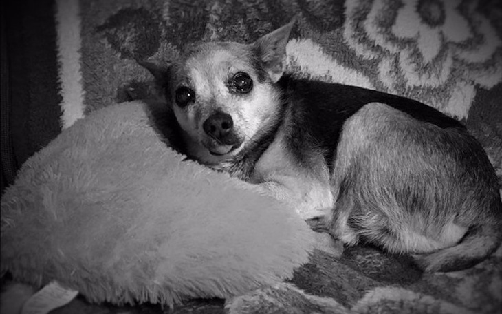 Zbiórka Zbiórka na przetrwanie zimy... - zdjęcie główne