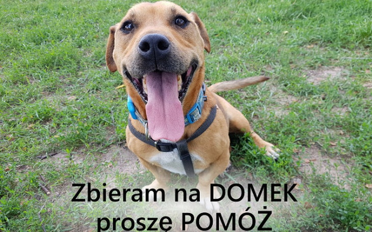 Zbiórka Domek dla Parówki - zdjęcie główne