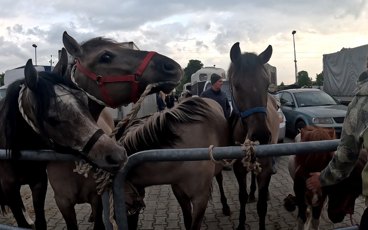 Zbiórka Ratujemy konia - Targi Pajęczno - zdjęcie główne