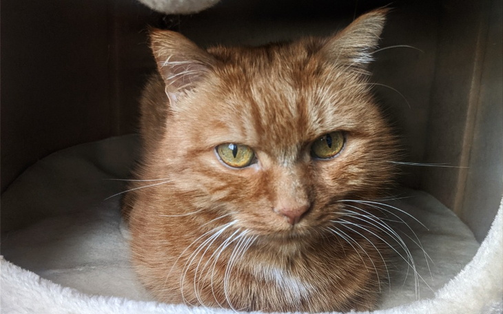 Zbiórka Pilna zbiórka na CBD. - zdjęcie główne