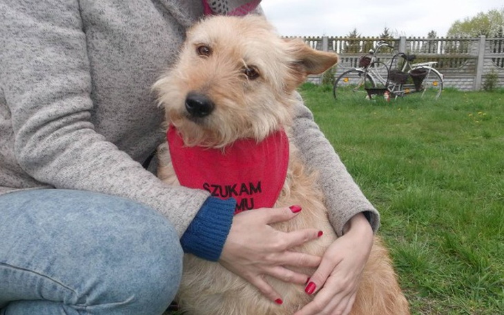 Zbiórka WYRZUCONE PSY - Potrzebna Pomoc! - zdjęcie główne