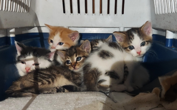 Słodkie kocięta w koszyku, przytulone do siebie.