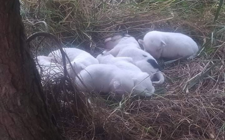 Zbiórka Ratujemy psią rodzinę - zdjęcie główne