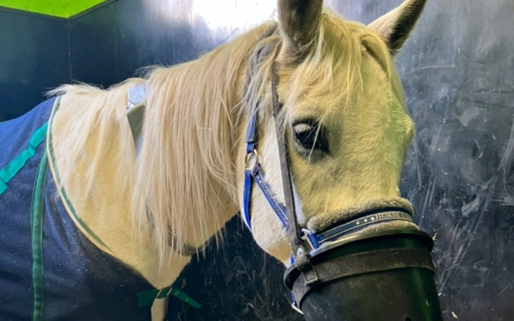 Zbiórka Operacja i leczenie konia Free - zdjęcie główne