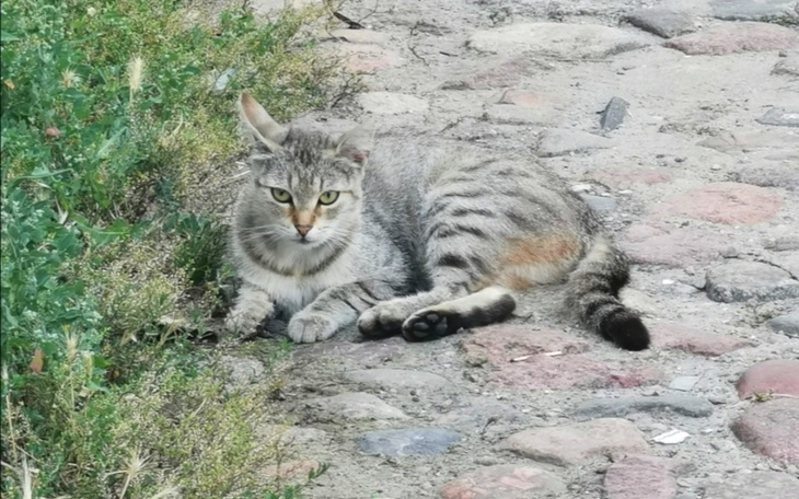Zbiórka Na kastrację kotki wolnożyjącej - zdjęcie główne