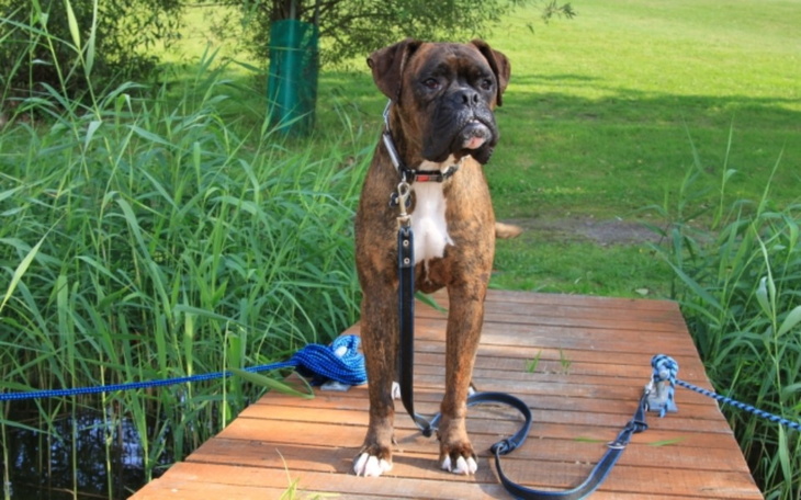 Zbiórka Pomoc dla mojego psa Aksa. - zdjęcie główne