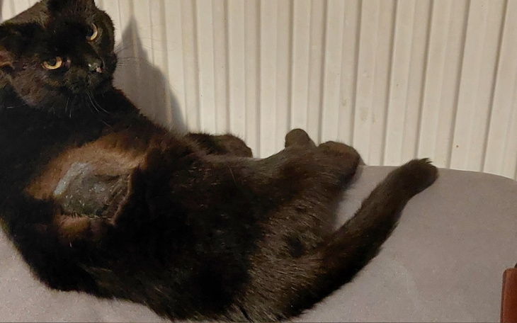 Zbiórka Czarna-zapalenie otrzewnej - zdjęcie główne