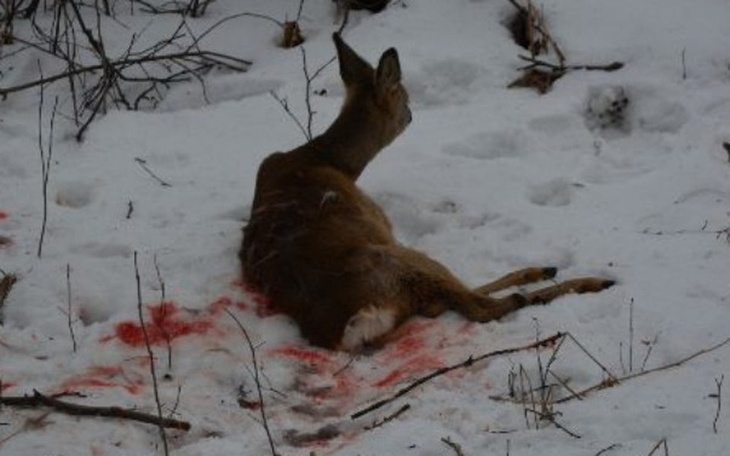 Zbiórka Pomoc dla Dzikich Zwierząt! - zdjęcie główne