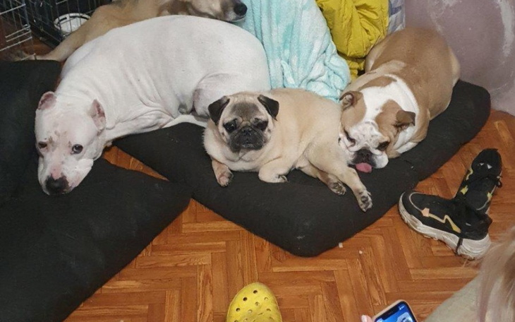 Zbiórka Transport po zwierząt - zdjęcie główne