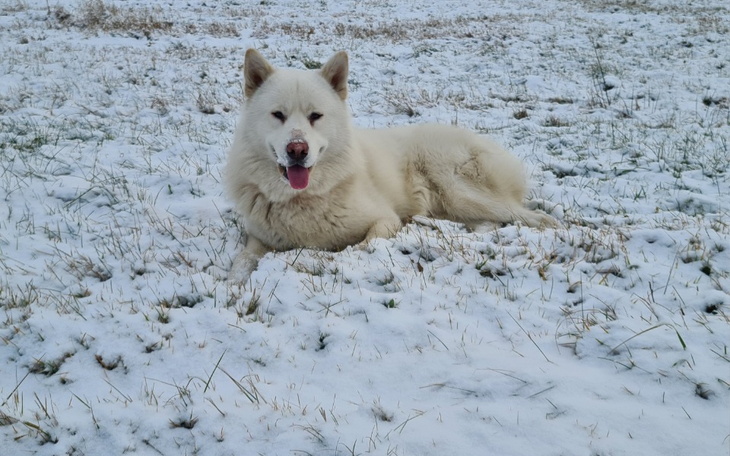 Zbiórka Operacjia dla pieska - zdjęcie główne