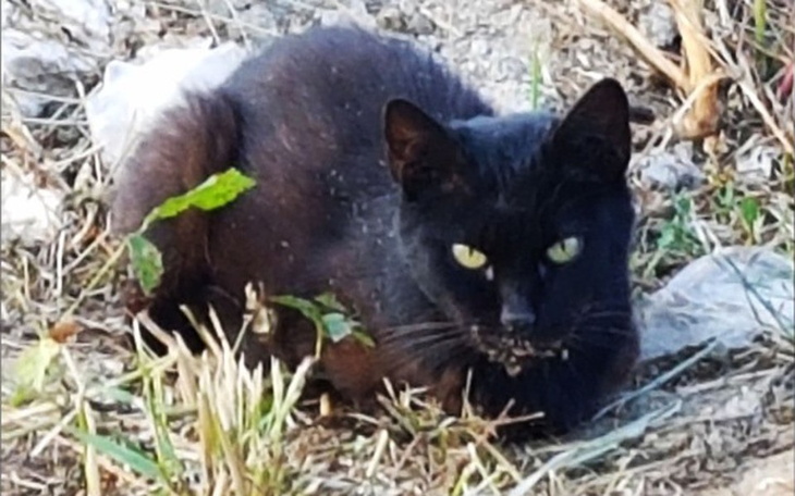 Zbiórka Uratujmy od śmierci kotkę Basię! - zdjęcie główne