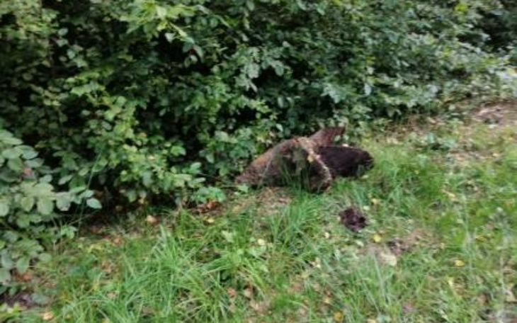 Zbiórka Pomoc głodnym zwierzakom - zdjęcie główne