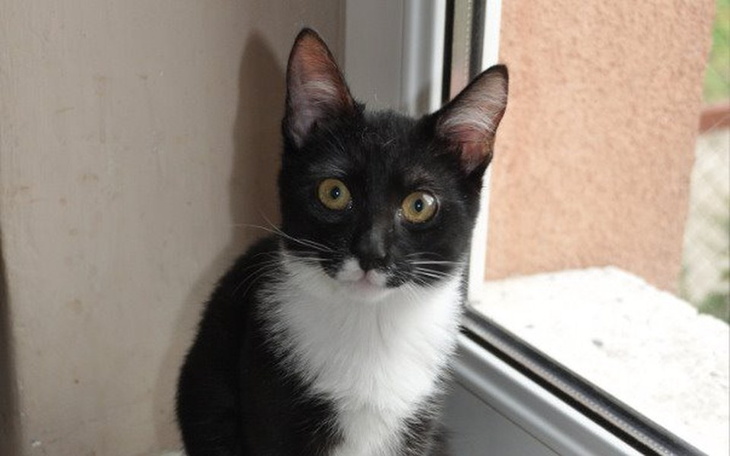 Zbiórka Ofiary PP- Dług w klinice II - zdjęcie główne