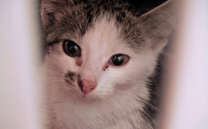 Zbiórka Uratujmy wiejskie koty! - zdjęcie główne