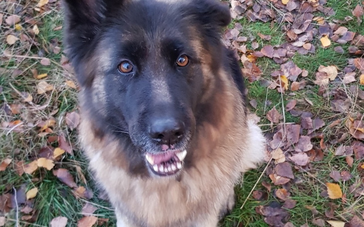 Zbiórka Dla Shiry - zdjęcie główne