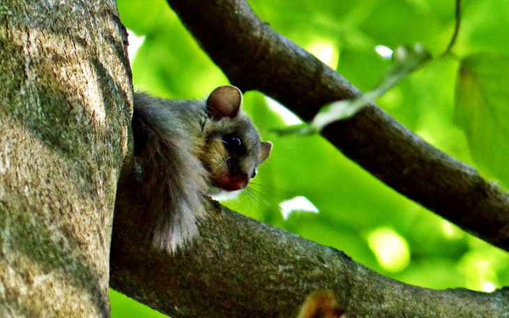 Wiewiórka siedząca na gałęzi drzewa w zielonym otoczeniu.