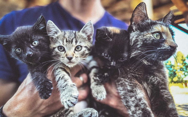 Cztery kocięta trzymane w rękach, różnorodne kolory i wzory.