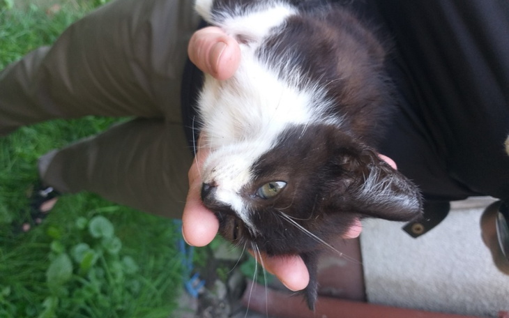 Zbiórka Pomóż uratować kocie dzieci - zdjęcie główne