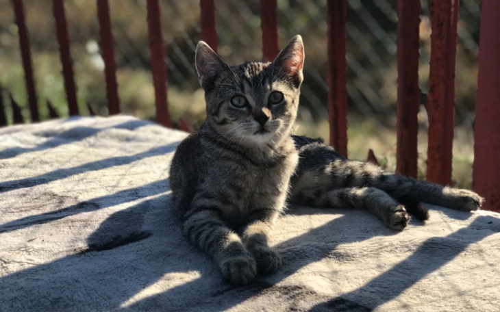 Zbiórka Szczepienie 9 kotów - zdjęcie główne