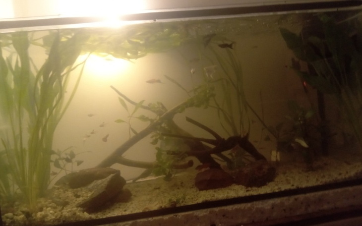 Zbiórka Zbieram na akwarystyke proszę - zdjęcie główne