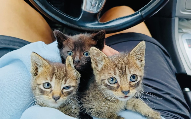 Trzy kocięta siedzące na kolanach właściciela.