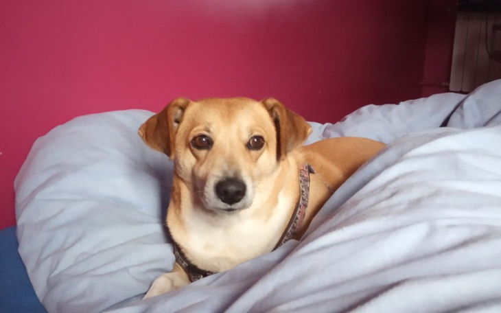 Zbiórka Na operację dla ptysia - zdjęcie główne