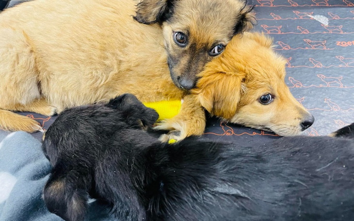 Zbiórka Ocalić od schroniska - zdjęcie główne