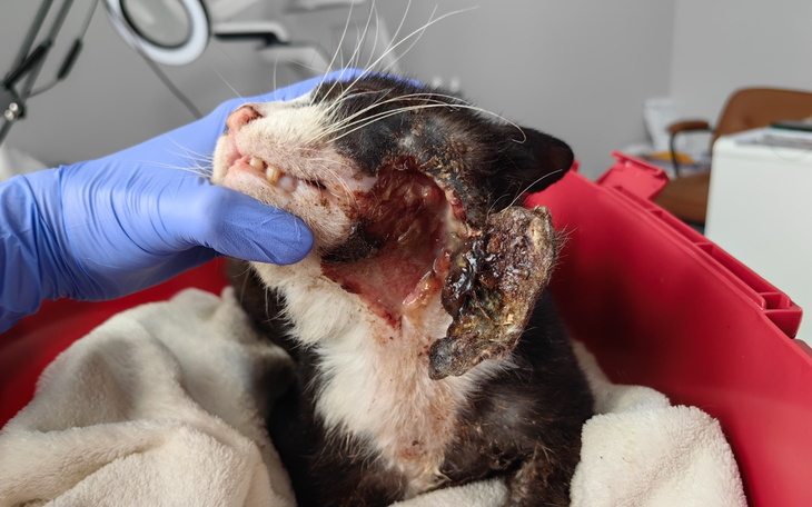 Kot z uszkodzoną głową w opiece weterynaryjnej.