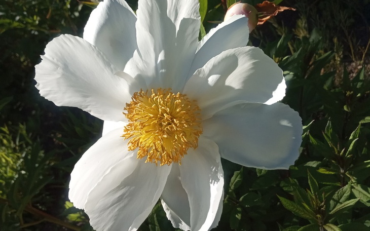 Zbiórka Na lepsze życie w depresji - zdjęcie główne