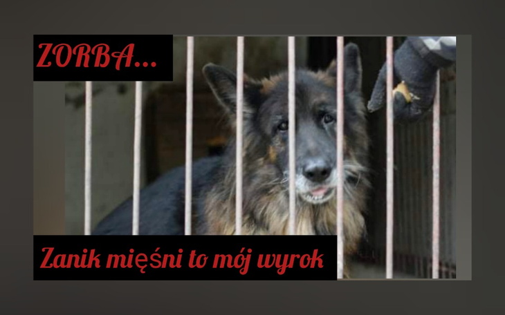 Zbiórka Zanik mięśni to mój wyrok - zdjęcie główne