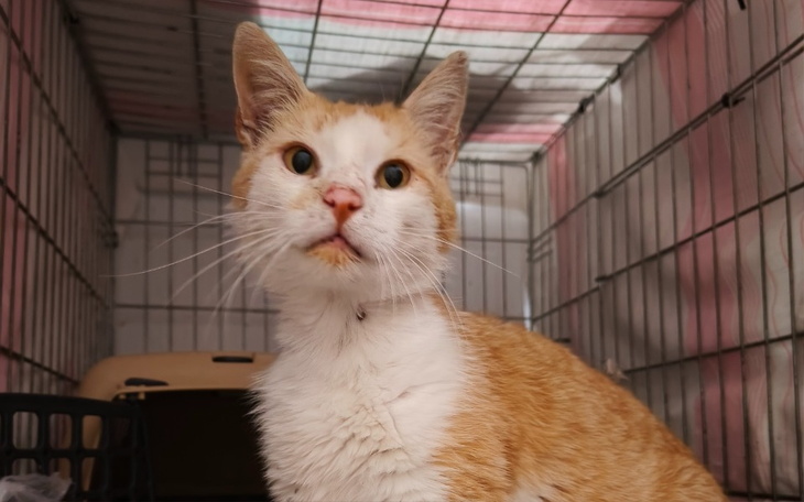 Zbiórka Felek kastracja - zdjęcie główne