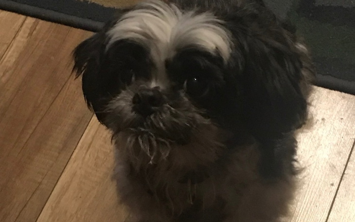 Mały piesek o czarno-białym futrze, patrzący w obiektyw.