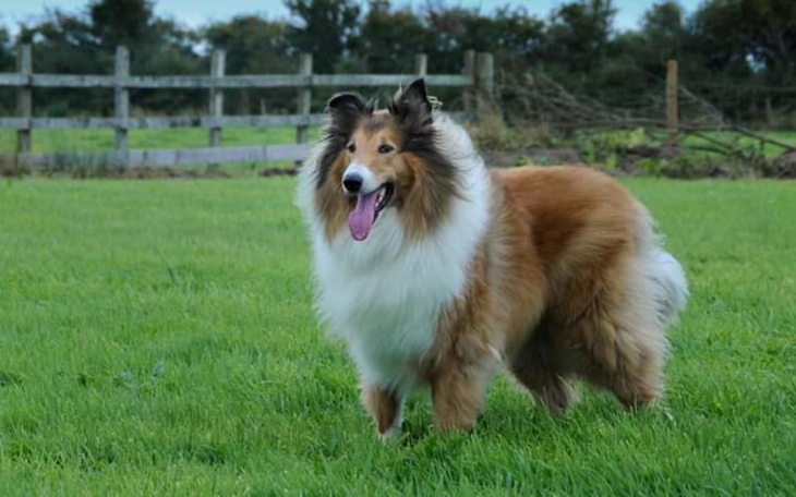 Zbiórka Przekaz Reiki dla zwierząt - zdjęcie główne