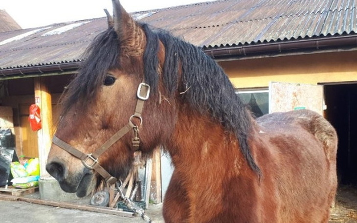 Zbiórka Pomoc dla Iwana. - zdjęcie główne