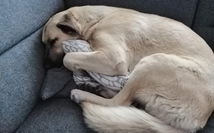 Zbiórka Leczenie dysplazji biodrowej - zdjęcie główne