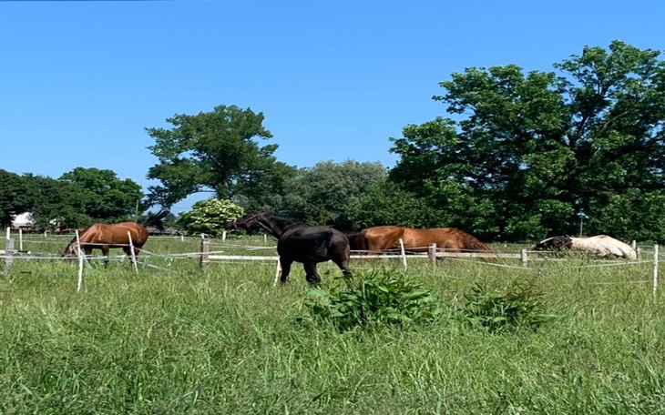Zbiórka Oby dalej mieć dom - zdjęcie główne