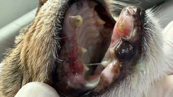 Zbiórka Zatrzymać cierpienie - miniaturka zdjęcia