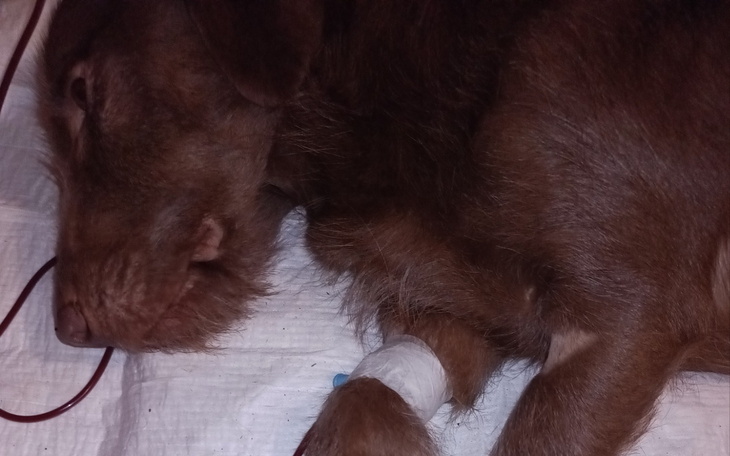 Chory pies z opatrunkiem na łapie, leżący na podłożu.