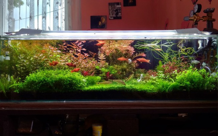 Zbiórka Na akwarium 200l - zdjęcie główne