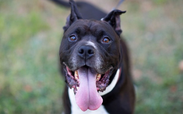 Zbiórka Na TPLO u Demo - zdjęcie główne