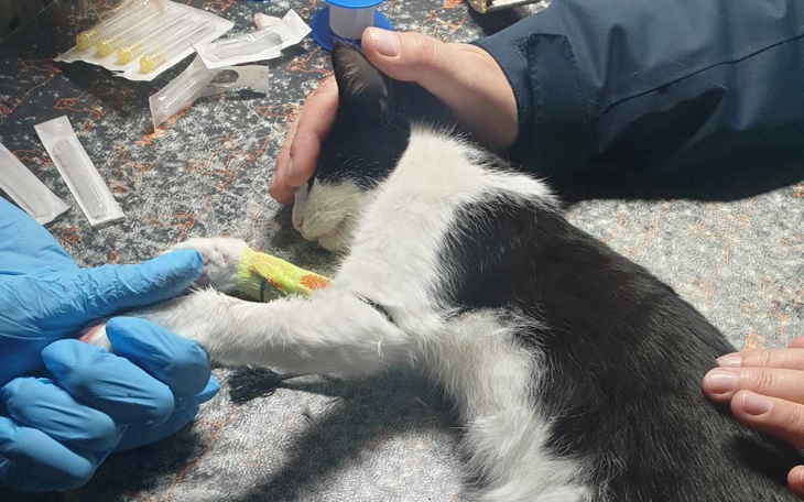 Weterynarz opiekujący się czarno-białym kotem podczas wizyty.