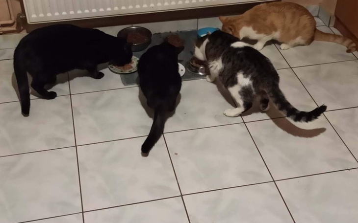 Zbiórka Pomoc dla kotków wziętych kiedyś - zdjęcie główne