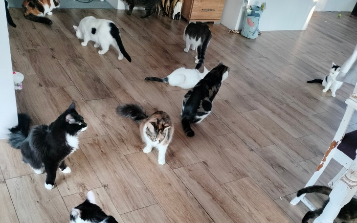 Grupa kotów w przestronnym pomieszczeniu.